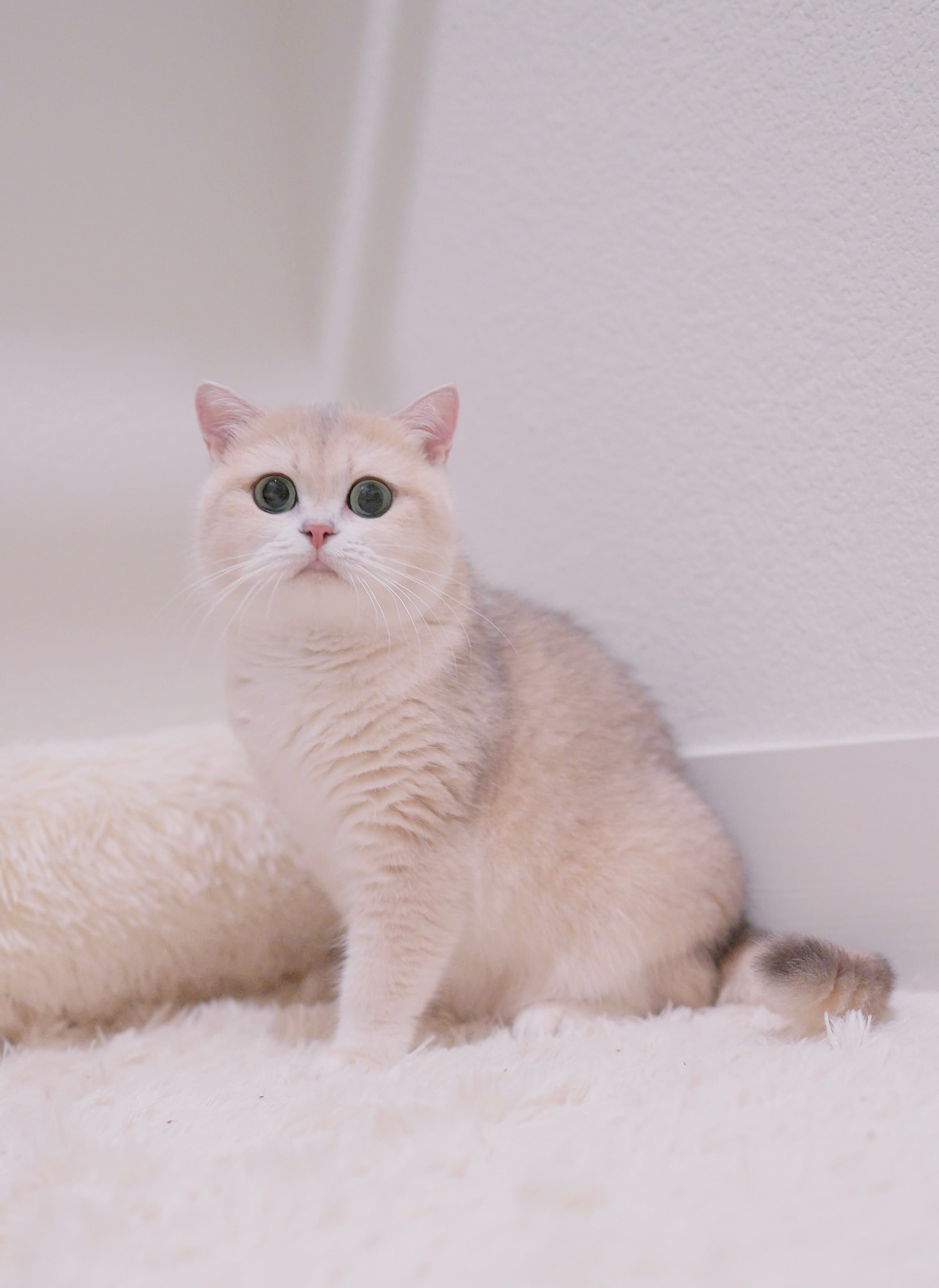 Jiaotang — British Shorthair queen at CreamyCutie Cattery in Milpitas, CA