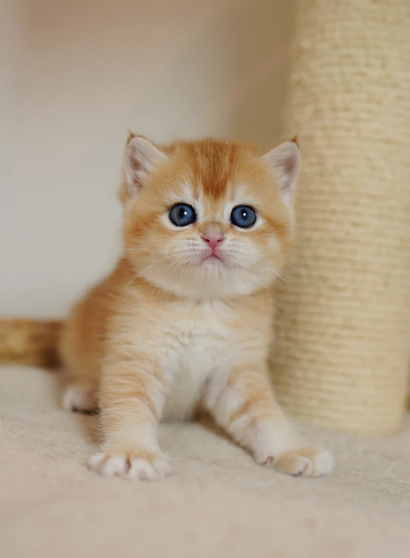 Amber — British Shorthair kitten in Milpitas, CA