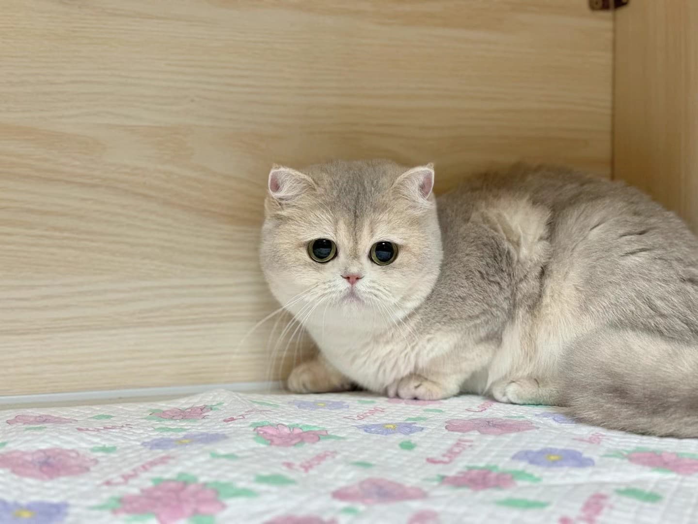 Tiechui — British Shorthair queen at CreamyCutie Cattery in Milpitas, CA