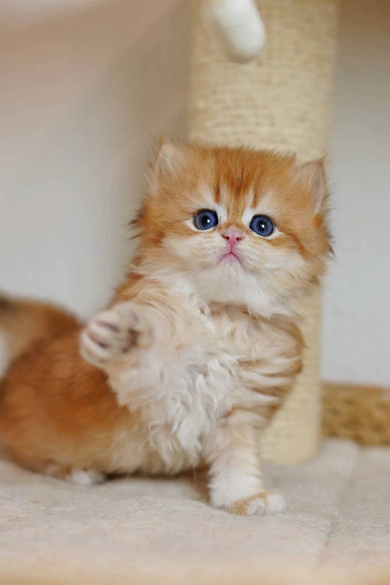 Toffee — British Longhair kitten in Milpitas, CA