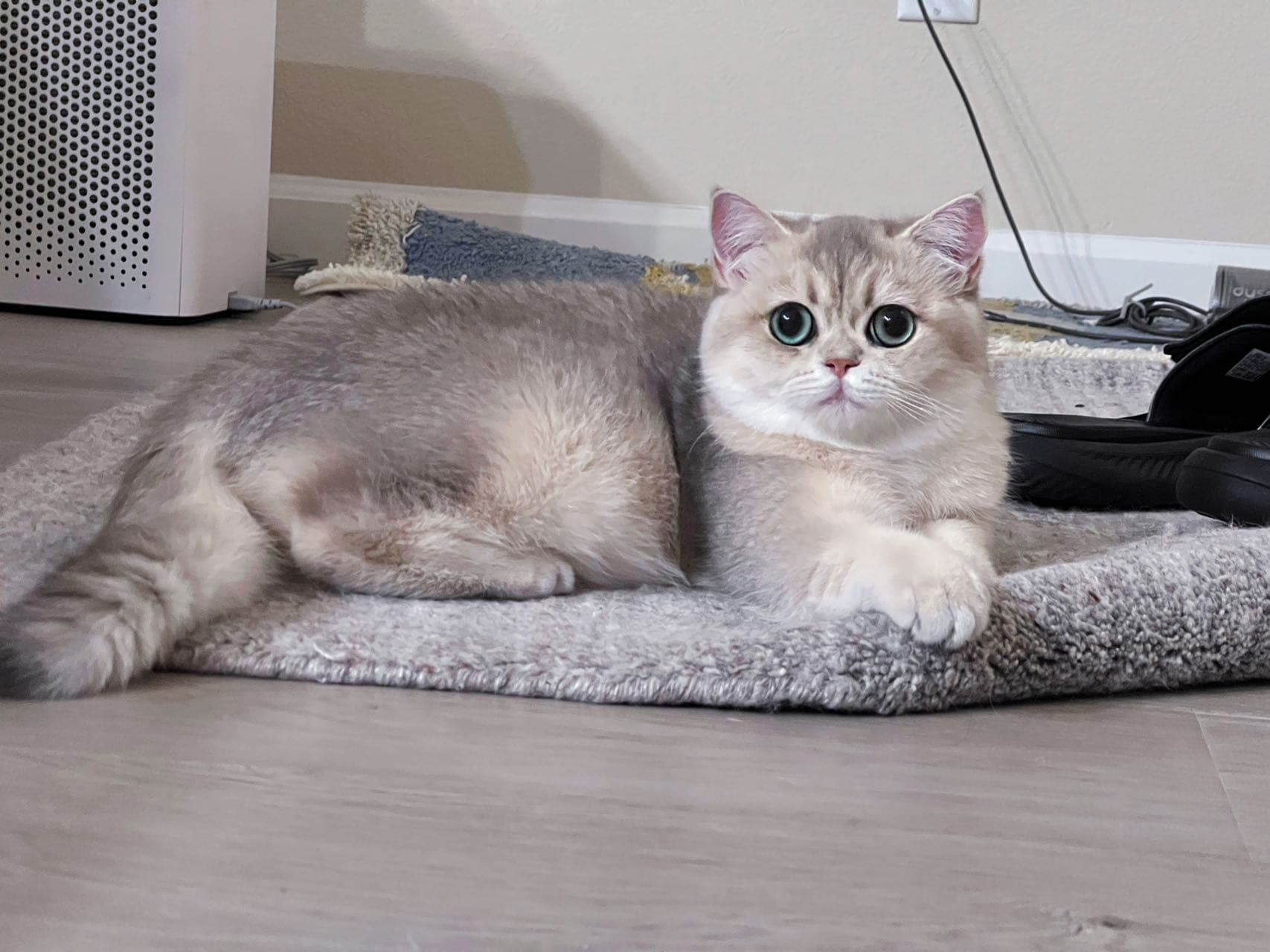Mary — British Shorthair queen at CreamyCutie Cattery in Milpitas, CA