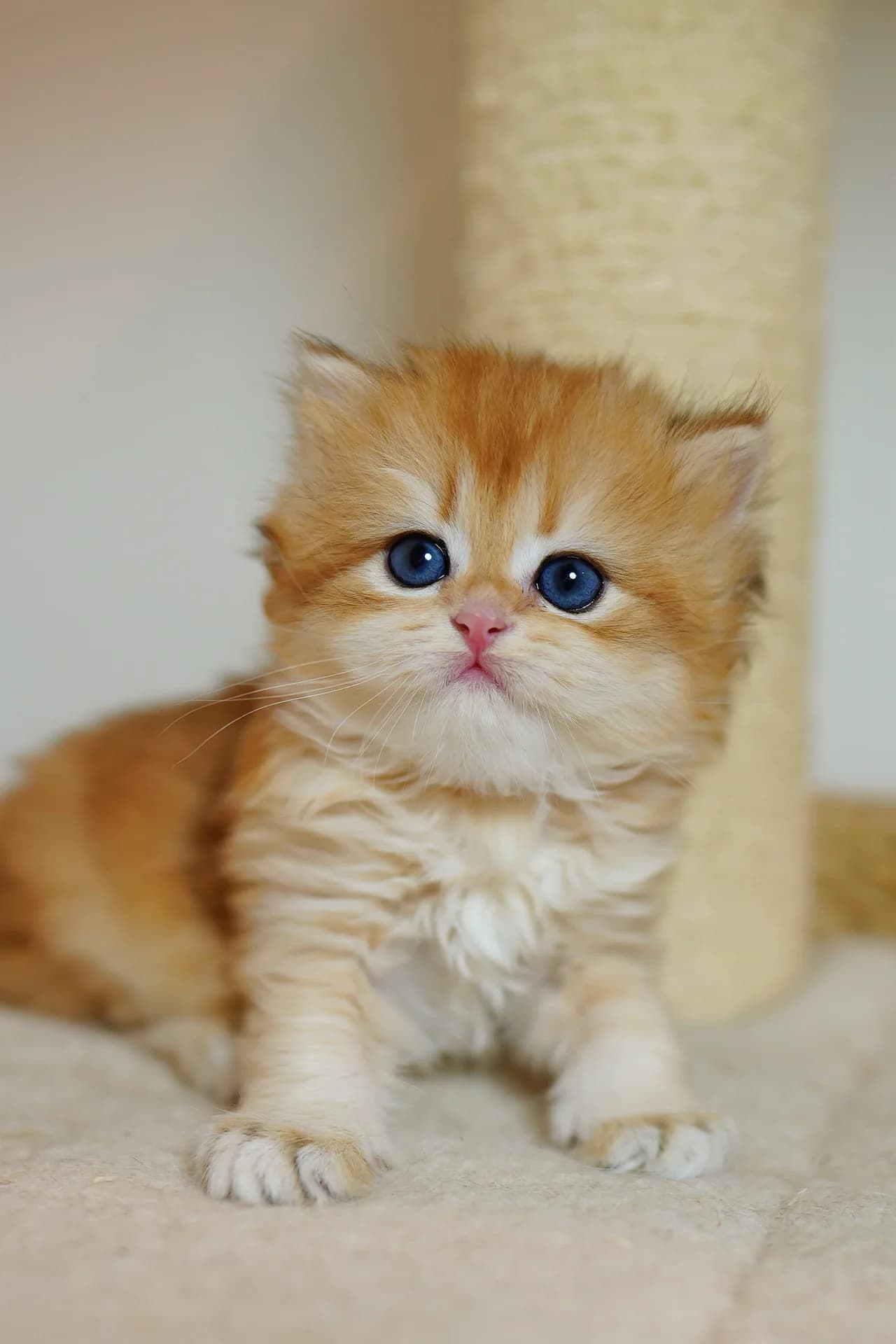 Ginger — British Longhair kitten in Milpitas, CA