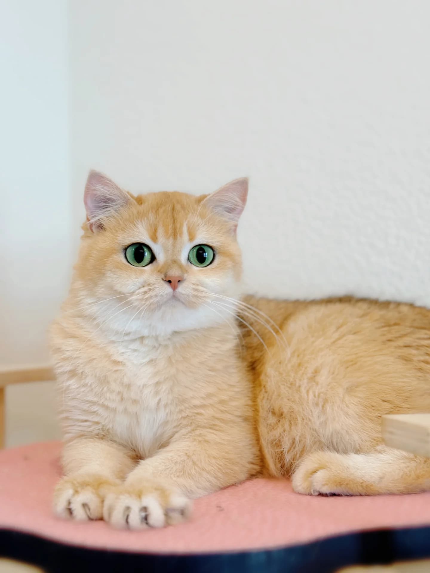 Coco — British Shorthair queen at CreamyCutie Cattery in Milpitas, CA