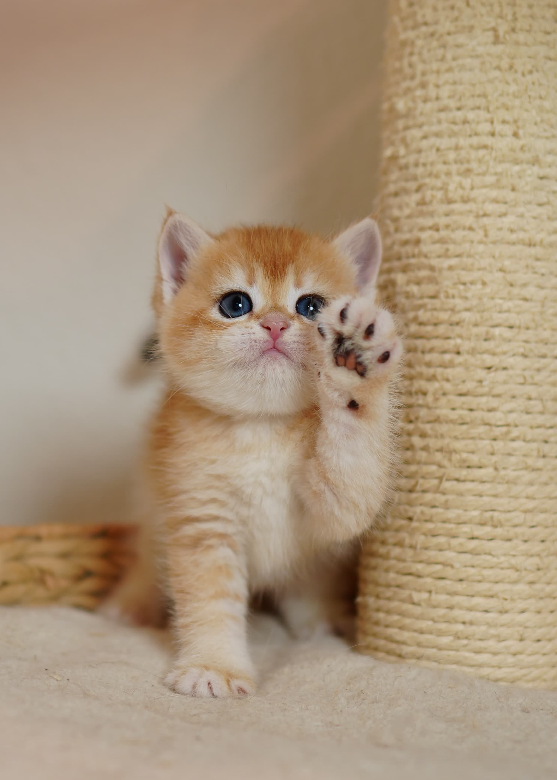 Sunny — British Shorthair kitten in Milpitas, CA