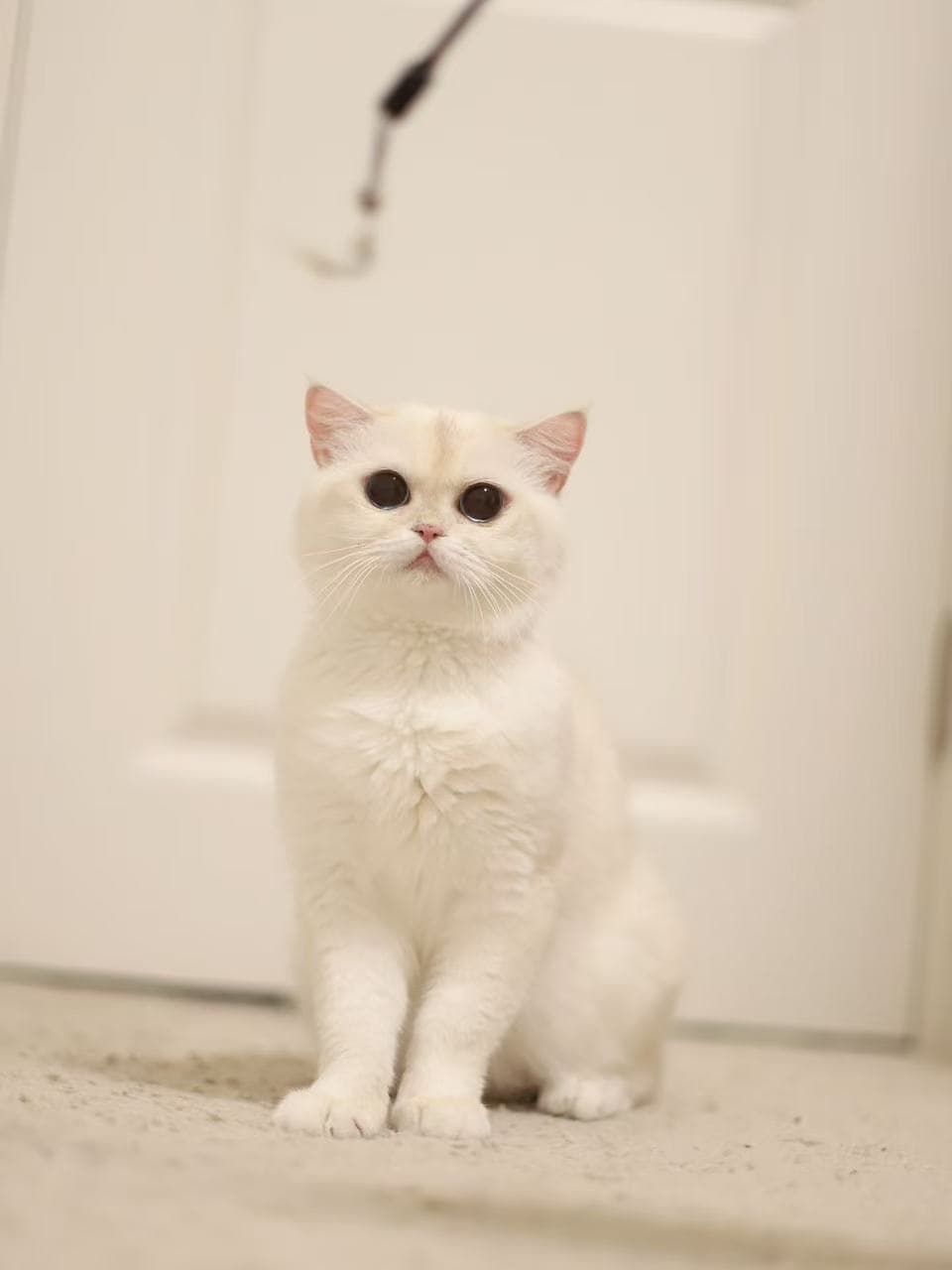 Xiaobai — British Shorthair queen at CreamyCutie Cattery in Milpitas, CA