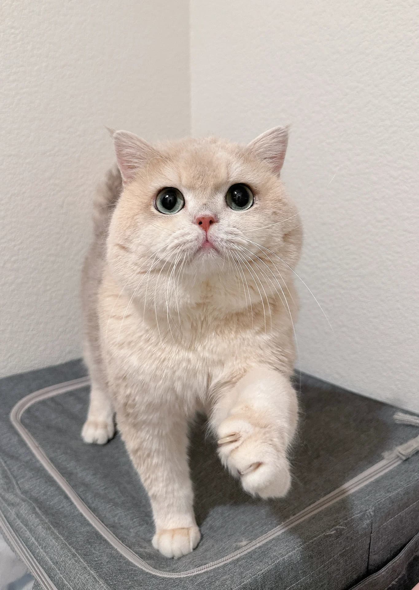 Otto — British Shorthair king at CreamyCutie Cattery in Milpitas, CA
